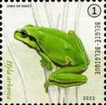 European Tree Frog (Hyla arborea)