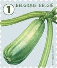 Zucchini Squash