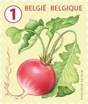 Radish