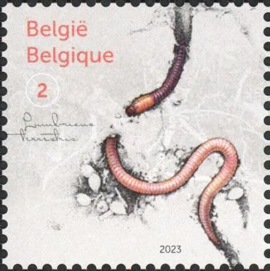 Lumbricus terrestris
