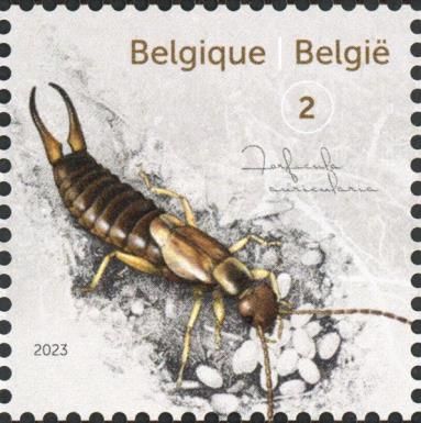 European Earwig (Forficula auricularia)
