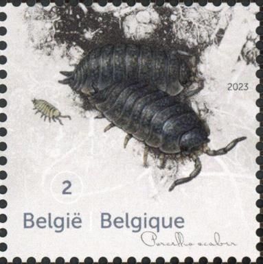 Rough Woodlouse (Porcellio scaber)