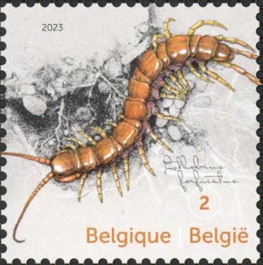 Brown Centipede (Lithobius forficatus)
