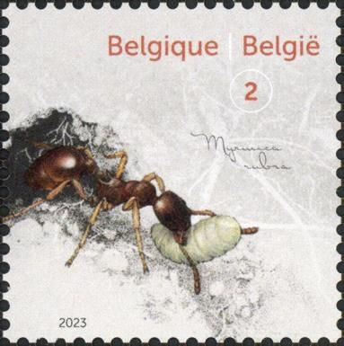 Red Ant (Myrmica rubra)