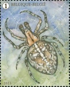Araneus diadematus