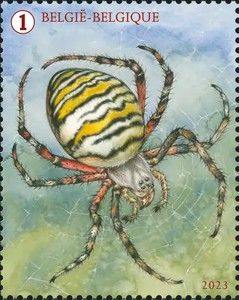 Wasp Spider (Argiope bruennichi)