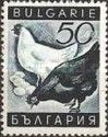 Chickens (Gallus gallus domesticus)