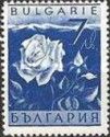 Damask Rose (Rosa damascena)