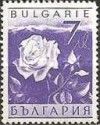 Damask Rose (Rosa damascena)