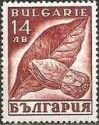 Tobacco (Nicotiana tabacum)