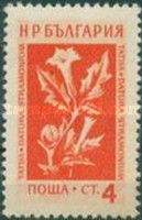 Thorn Apple (Datura stramonium)