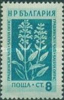 Garden Sage (Salvia officinalis)