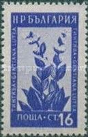 Yellow Gentian (Gentiana lutea)