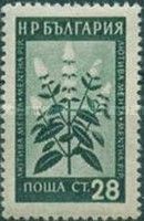 Peppermint (Mentha x piperita)