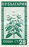 Peppermint (Mentha x piperita)