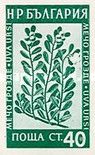 Bearberry (Arctostaphylos uva-ursi)