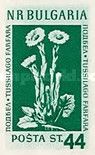 Coltsfoot (Tussilago coltsfoot)