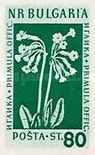 Cowslip (Primula veris)