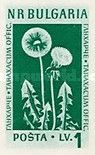 Dandelion (Taraxacum officinale)