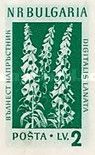 Woolly Foxglove (Digitalis lanata)