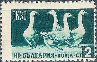Domestic Geese (Anser anser domestica)