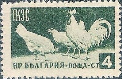 Rooster and Hens (Gallus gallus domesticus)