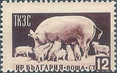 Sow and Piglets (Sus scrofa domestica)