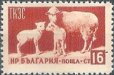 Ewe and Lambs (Ovis ammon aries)