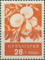 Peaches (Prunus persica)