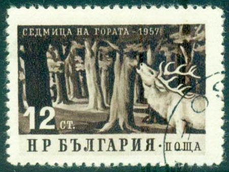 Red Deer (Cervus elaphus) in the Forest