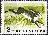 European Hare (Lepus europaeus)