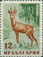 Western Roe Deer (Capreolus capreolus)