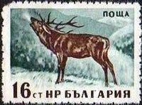 Red Deer (Cervus elaphus)
