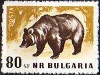 Brown Bear (Ursus arctos)