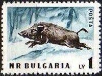 Wild Boar (Sus scrofa)