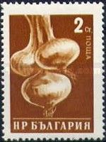 Onion (Allium cepa)