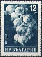 Garlic