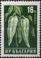 Bell Pepper (Capsicum annuum)
