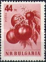 Tomato (Lycopersicon esculentum)