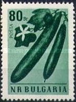 Cucumber (Cucumis sativus)