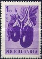 Eggplant (Solanum melongena)