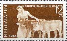Girl with Calves