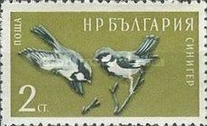 Great Tit (Parus major)