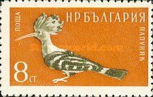 Eurasian Hoopoe (Upupa epops)