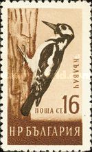 Great Spotted Woodpecker (Dendrocopos major)