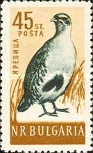 Gray Partridge (Perdix perdix)