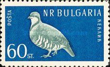 Rock Partridge (Alectoris graeca)