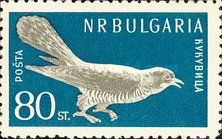 Common Cuckoo (Cuculus canorus)
