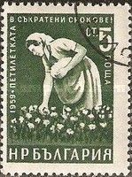 Female cottonpicker