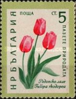 Rhodope Tulip (Tulipa rhodopea)